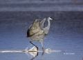 Sandhill-Crane;Crane;Grus-canadensis;One;one-animal;avifauna;bird;birds;feather;